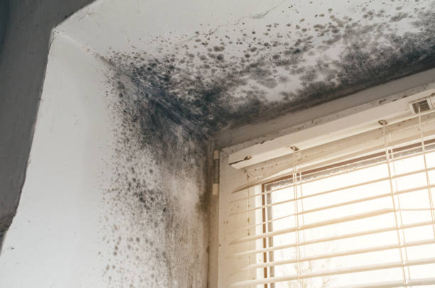 Affordable Commercial Mold Remediation solutions in Jessup, MD